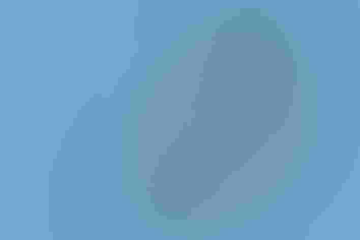 Adult. Photo: EcoView/Adobe Stock