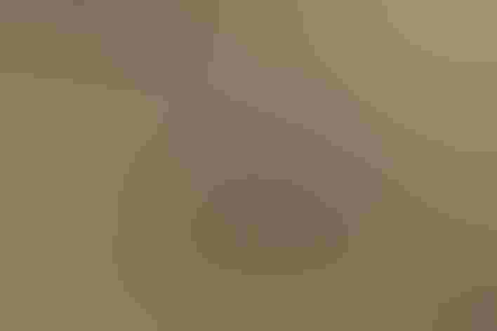 Chick. Photo: Harald/Flickr CC (BY-NC-ND 2.0)