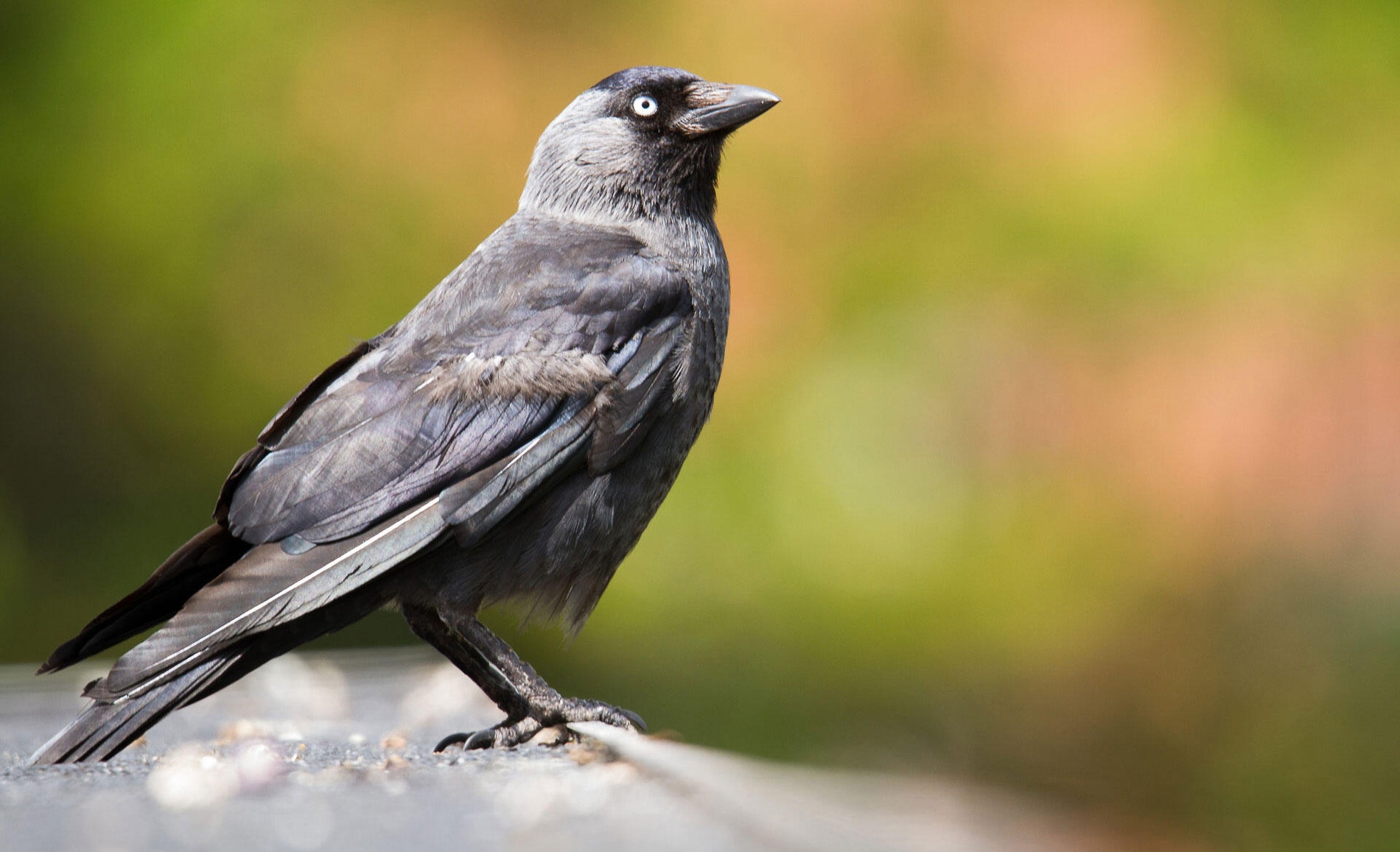 Eurasian Jackdaw Audubon Field Guide Eurasian Jackdaw Audubon Field Guide