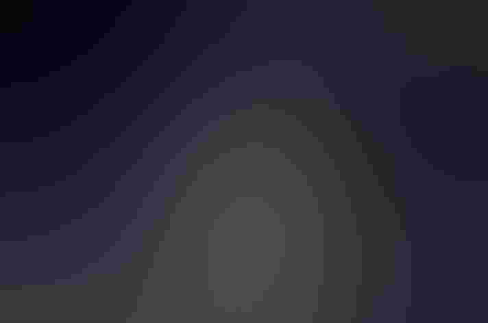 Adult. Photo: R. Tipper/Vireo