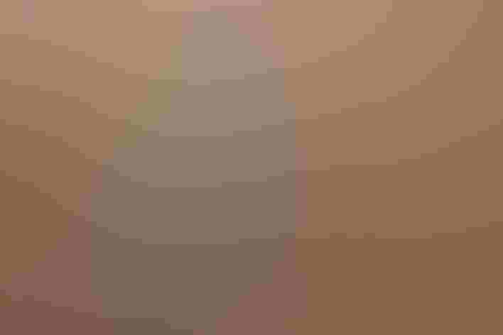 Adult male summer plumage. Photo: Silver Leapers/Flickr CC (BY 2.0)