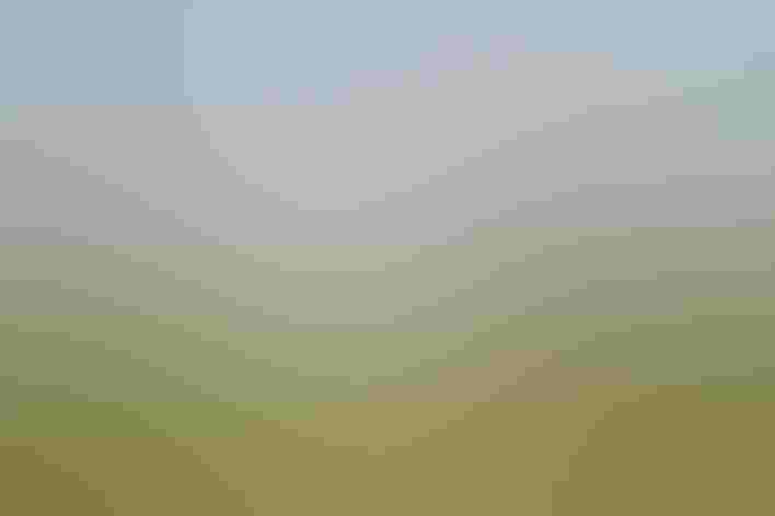 Adult summer plumage. Photo: Brian Gratwicke/Flickr CC (BY 2.0)