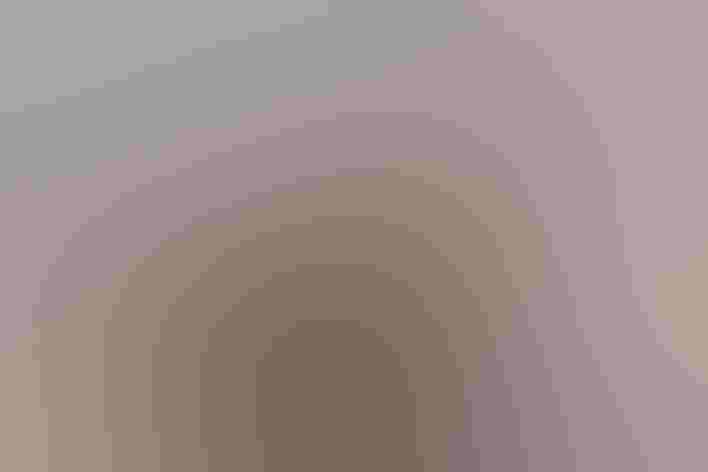 Male hybrid Mallard X Mexican Duck. Photo: Bill Gorum/Alamy