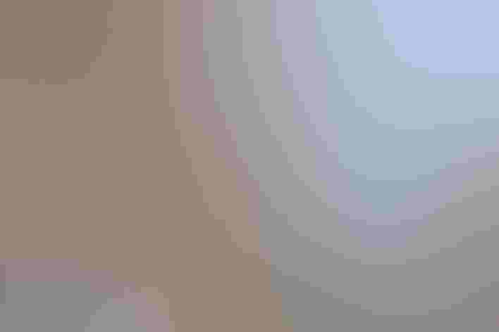 Adult male hybrid Mallard X Mexican Duck. Photo: Rick and Nora Bowers/Alamy