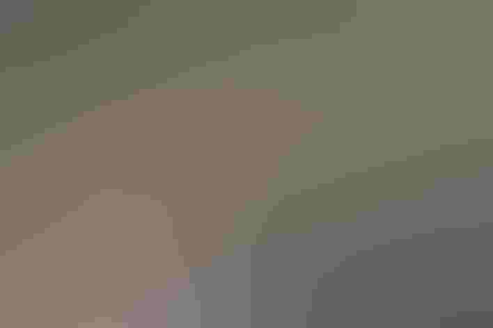 Adults. Photo: Bill Gorum/Alamy