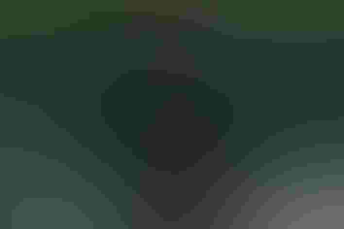 Immature. Photo: Ralph Gaines/Audubon Photography Awards