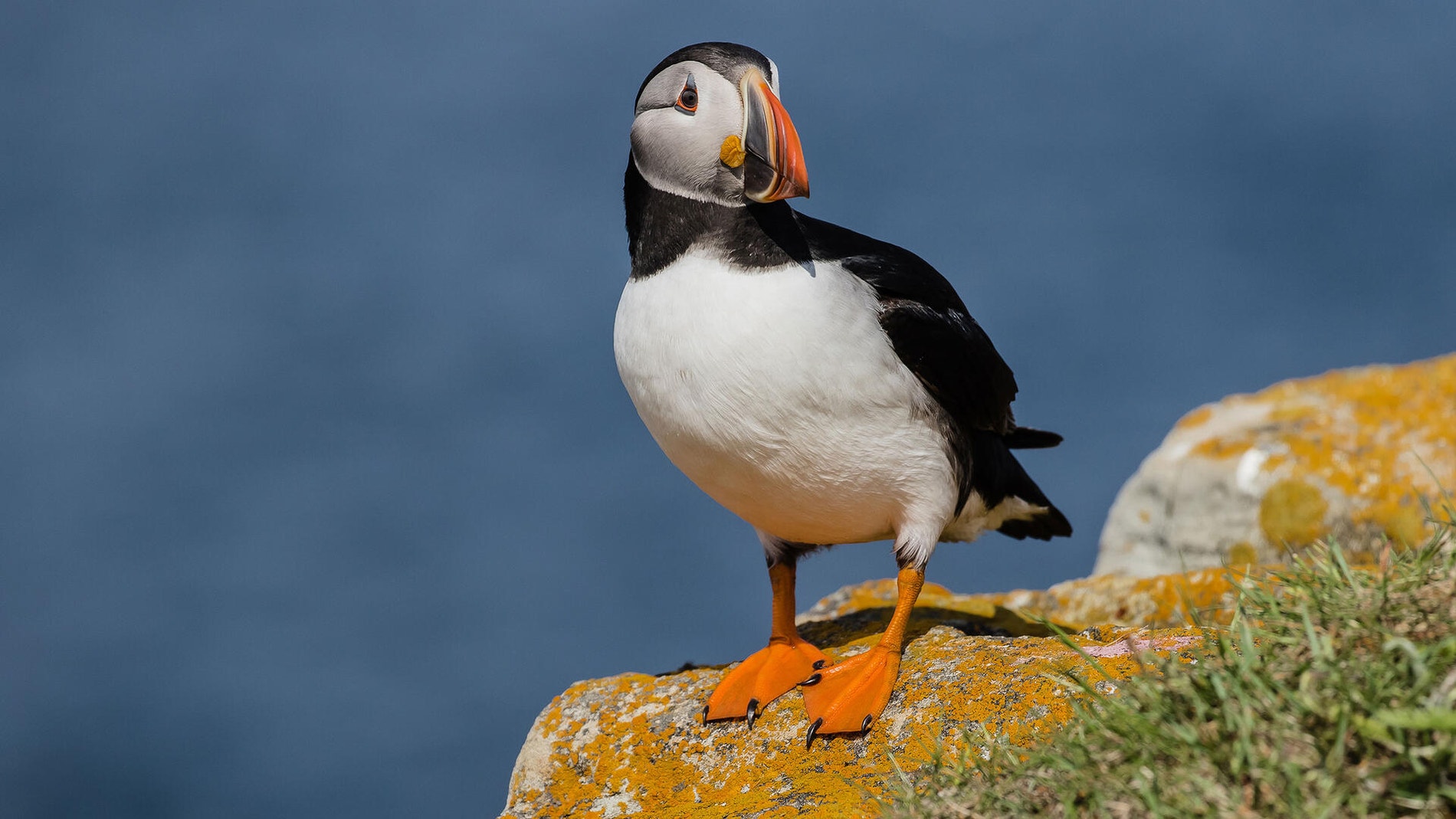 Puffin Gunanya Untuk Apa Puffin Gunanya Untuk Apa