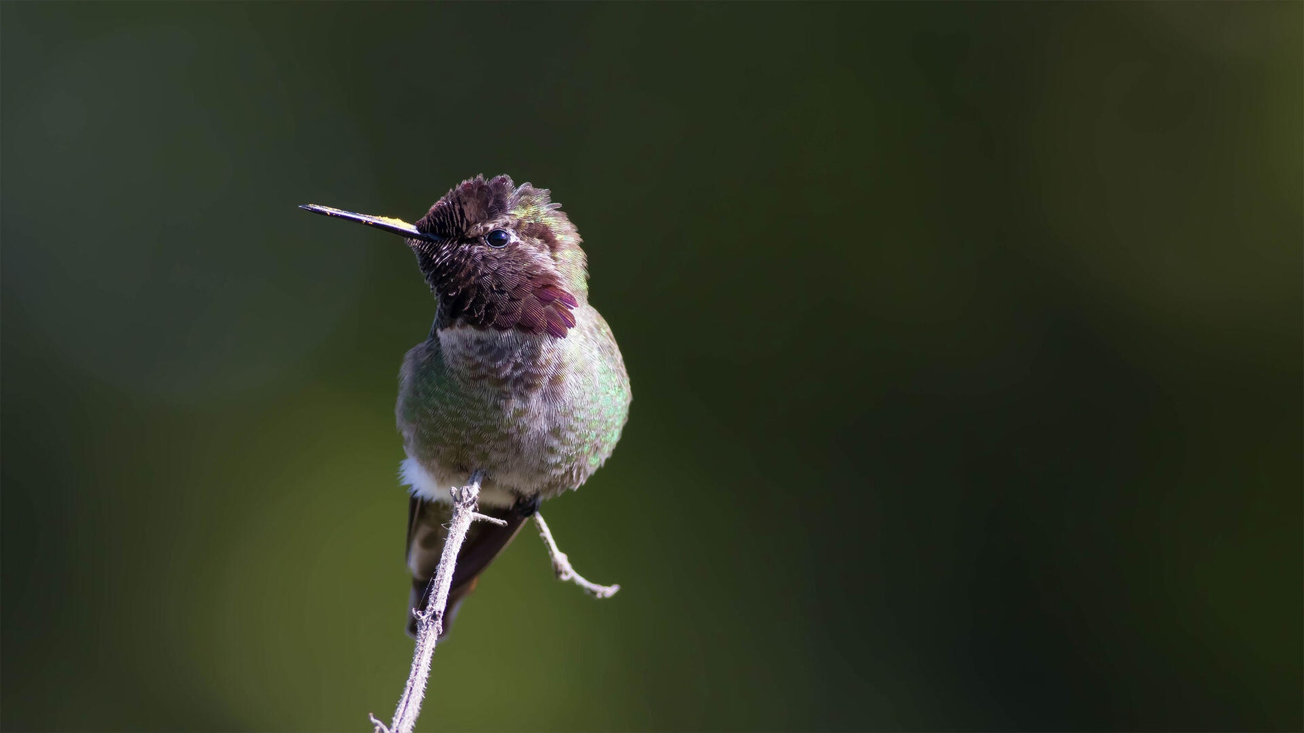 Anna's Hummingbird | Audubon Field Guide