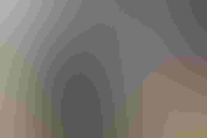 Adult male. Photo: David Mitchell/Flickr (CC BY 2.0)