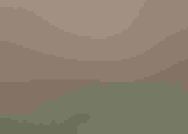 Juvenile. Foto: Jason Crotty/Flickr (CC BY 2.0)