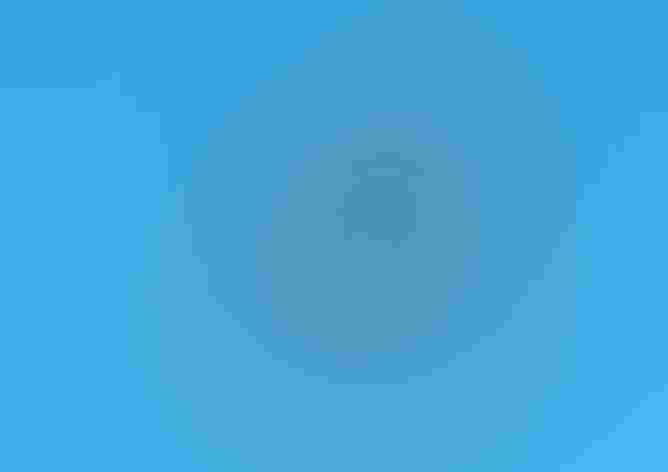 Adult. Photo: Robert Shantz/Alamy