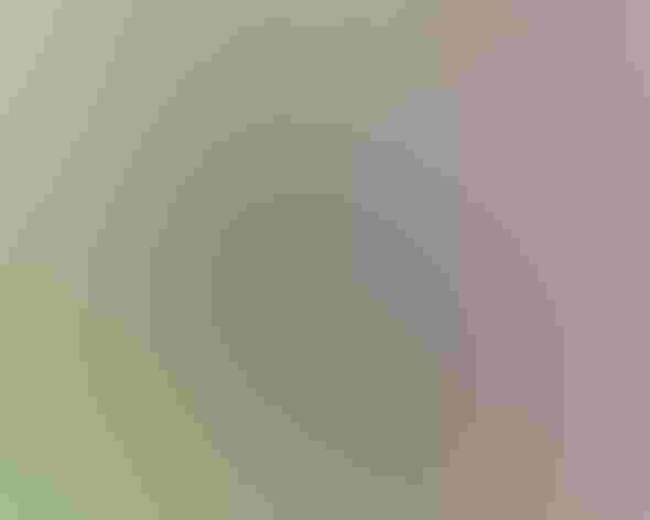 Adult. Photo: Larry Lamsa/Flickr (CC BY 2.0)