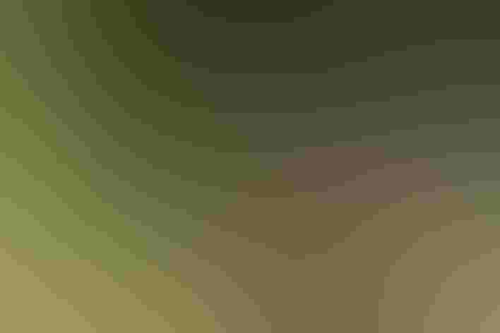 Adult. Photo: Ramon Fregoso/Alamy