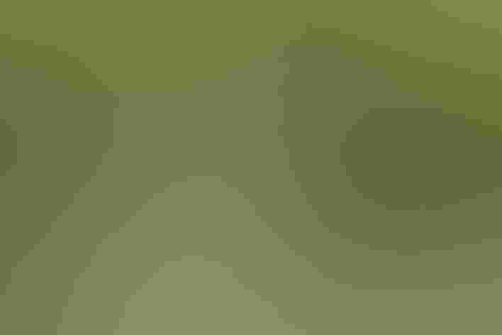 Sub-adult. Photo: B. Steele/Vireo