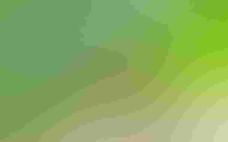 Male. Photo: Robert tdc/Flickr CC (BY-SA 2.0)