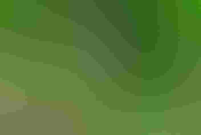 Male. Photo: Robert tdc/Flickr CC (BY-SA 2.0)