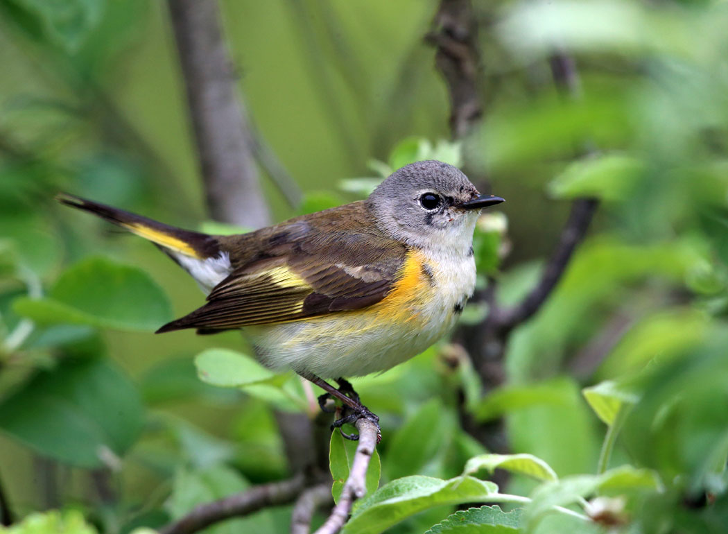 Redstart American Redstart | Audubon Field Guide