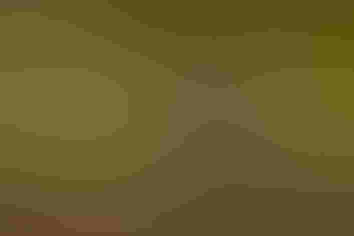 Adult. Foto: Allan Hopkins/Flickr (CC BY NC ND 2.0)