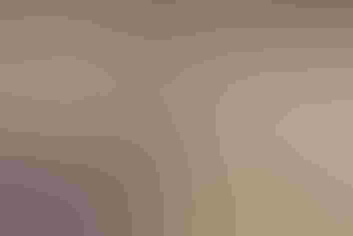 Adult. Foto: Allan Hopkins/Flickr (CC BY NC ND 2.0)