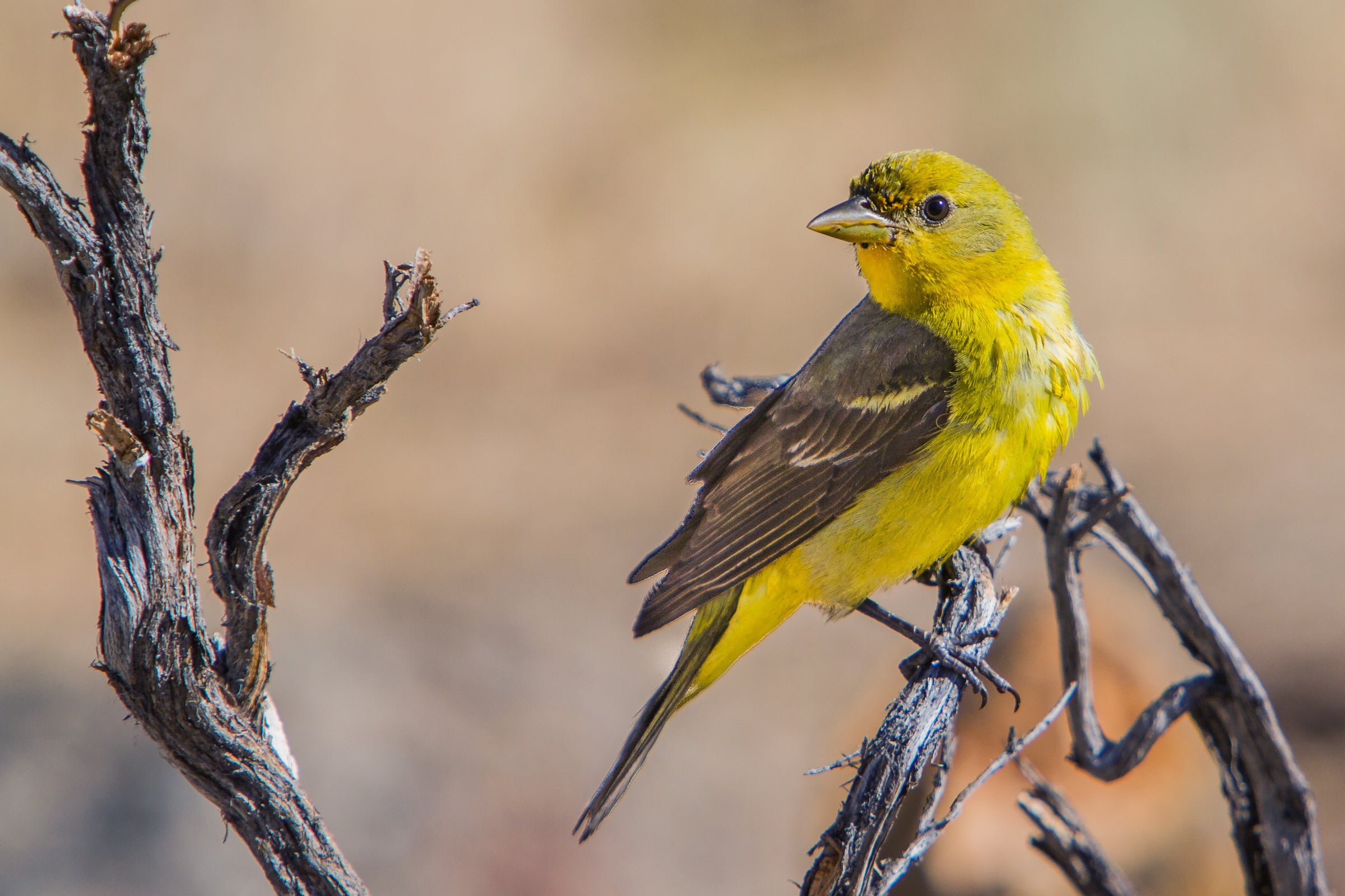 Western Tanager Audubon Field Guide