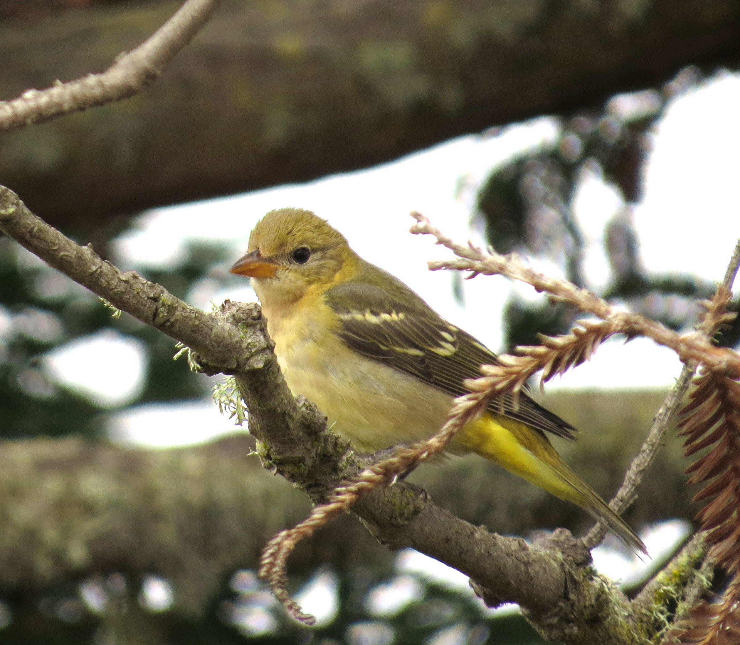 Western Tanager Juvenile