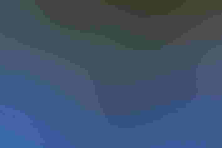 Adult. Photo: Bettina Arrigoni/Flickr (CC BY 2.0)