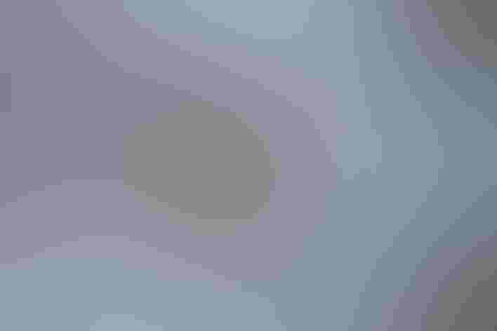 Adult. Photo: Bettina Arrigoni/Flickr (CC BY 2.0)