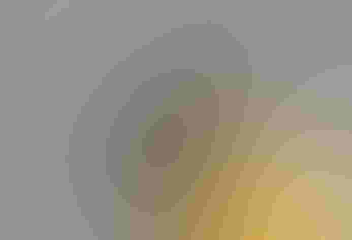 Adult. Photo: Trish Gussler/Flickr (CC BY NC ND 2.0)