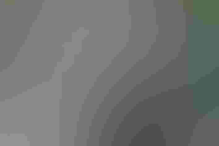 Adult. Photo: Paul Hurtado/Flickr (CC BY SA 2.0)