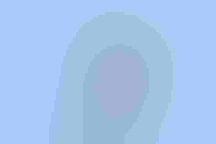 Adult. Photo: Mick Thompson/Flickr (CC BY NC 2.0)