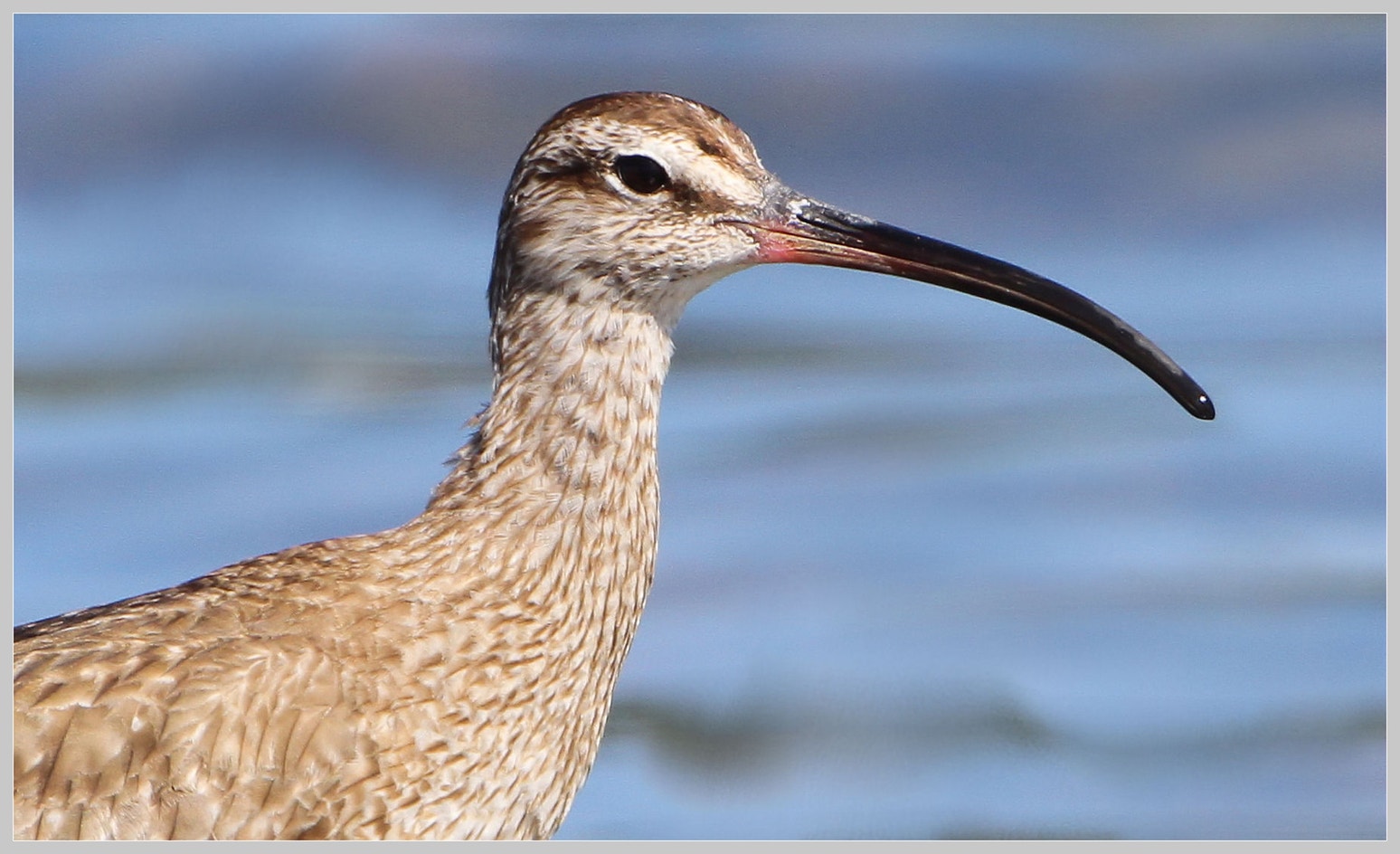 Whimbrel Rspb Hudsonian Whimbrel | Audubon Field Guide
