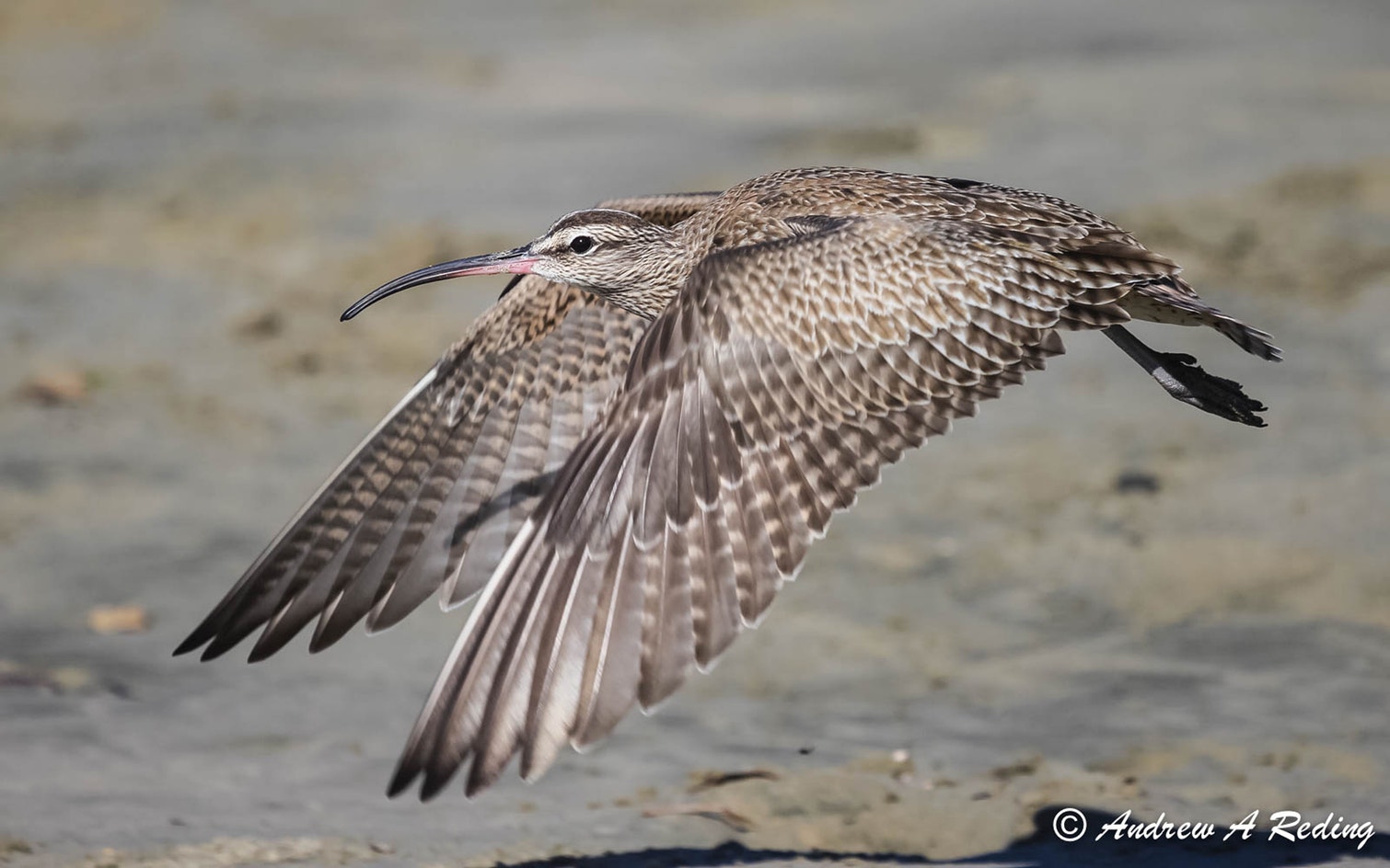 Whimbrel Rspb Hudsonian Whimbrel | Audubon Field Guide