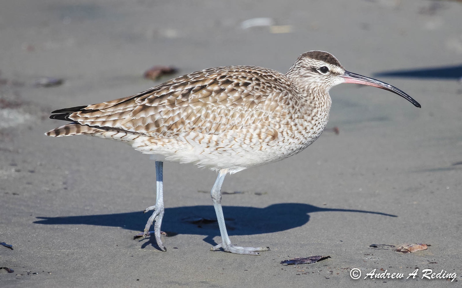 Whimbrel Rspb Hudsonian Whimbrel | Audubon Field Guide