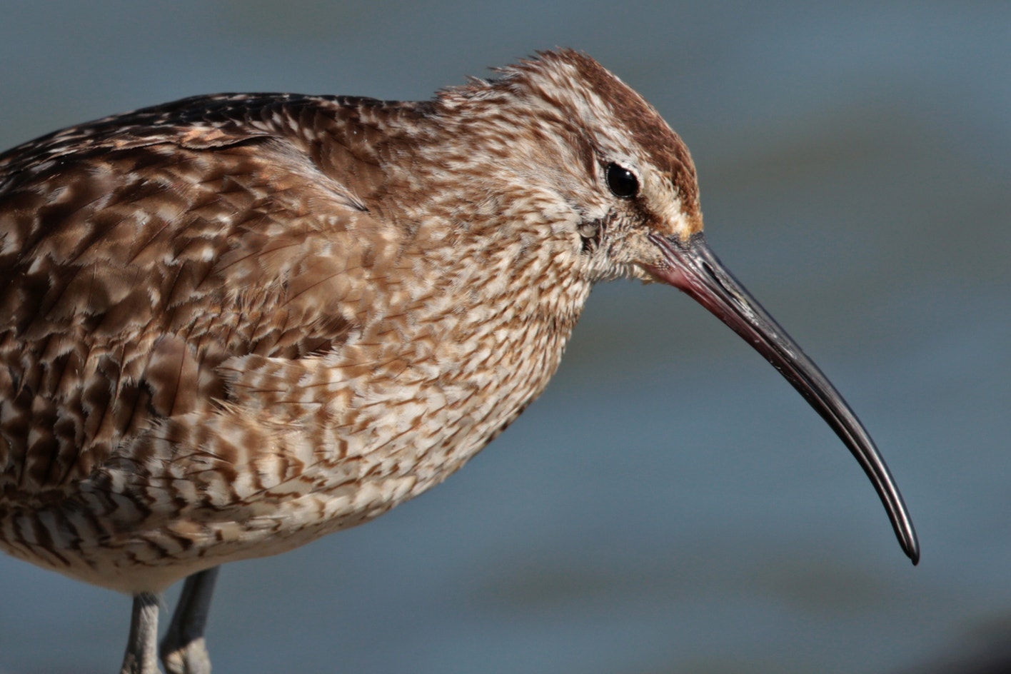 Whimbrel Rspb Hudsonian Whimbrel | Audubon Field Guide