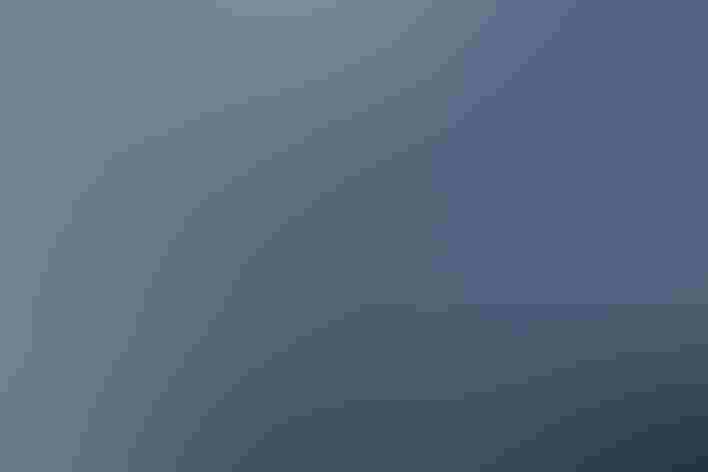 Adult. Foto: Ed Dunens/Flickr (CC BY 2.0)