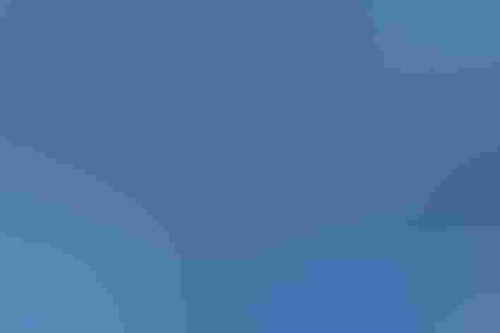 Adult. Foto: Ed Dunens/Flickr (CC BY 2.0)