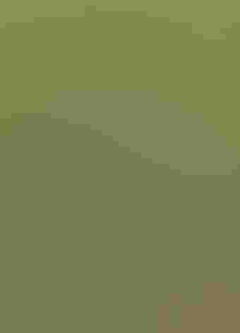 Adult. Photo: Old Fulica/iStock