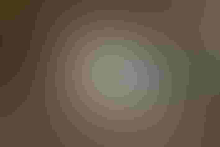 Adult. Photo: Glacex/iStock