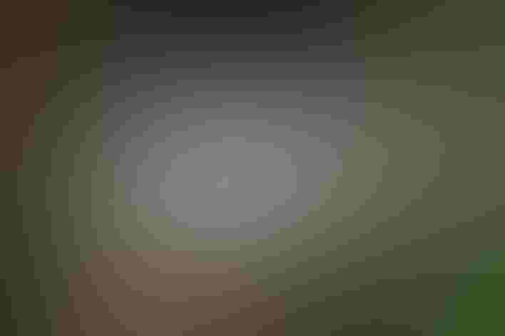 Juvenile. Photo: African Way/iStock