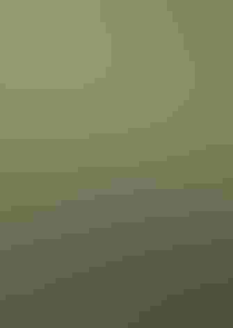 Adult. Photo: Felix Uribe/Flickr (CC BY SA 2.0)