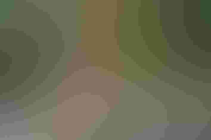 Adult. Photo: Rich Hoeg/Flickr (CC BY NC ND 2.0)