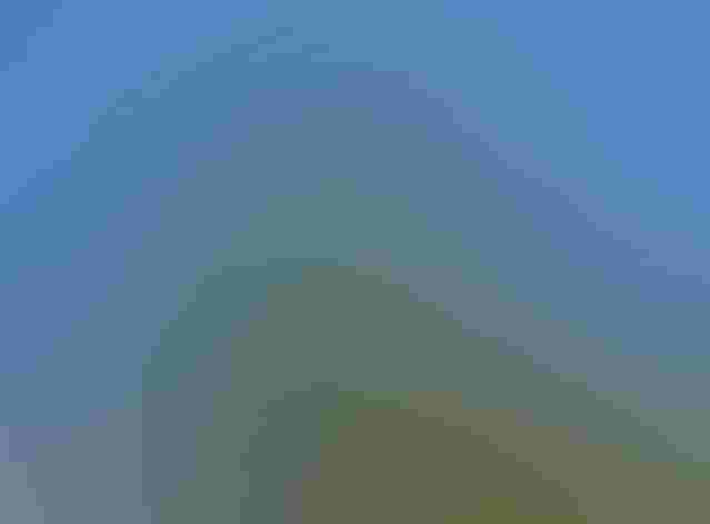 Adult. Foto: Tom Benson/Flickr (CC-BY-NC-ND-2.0)