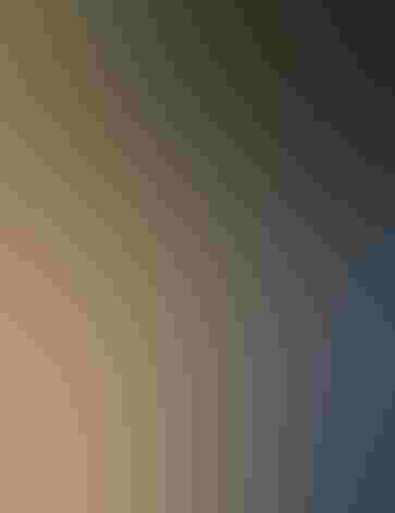 Immature female. Photo: Tom Benson/Flickr (CC-BY-NC-ND-2.0)