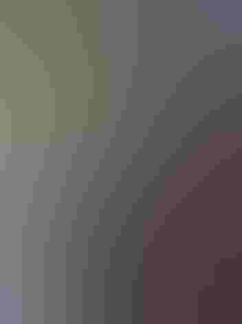 Adult male. Photo: K Schneider/Flickr (CC-BY-NC-2.0)