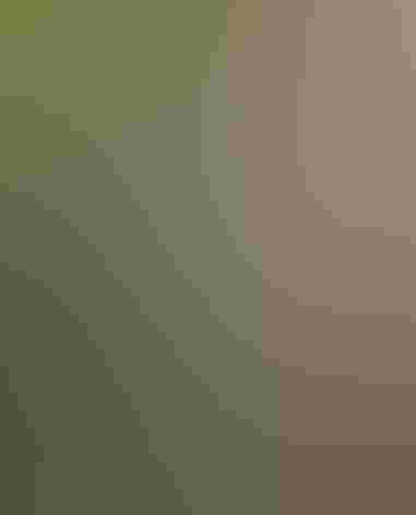 Adult male. Photo: Alan Schmierer/Flickr (CC-PUBLIC-DOMAIN)