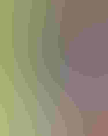 Adult male. Photo: Alan Schmierer/Flickr (CC-PUBLIC-DOMAIN)