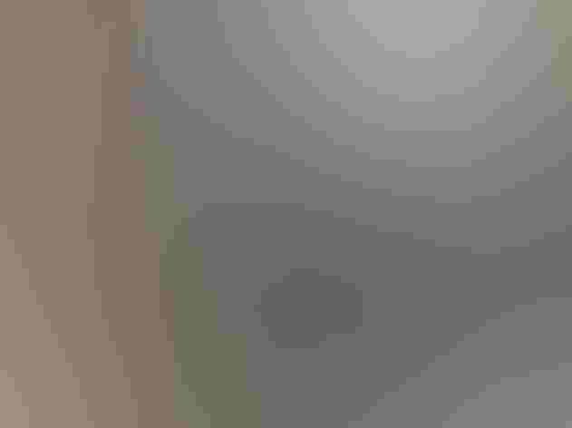 Adult male. Photo: Randimal/iStock