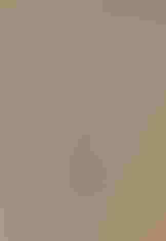 Adult female. Photo: Tim Zurowski/Shutterstock