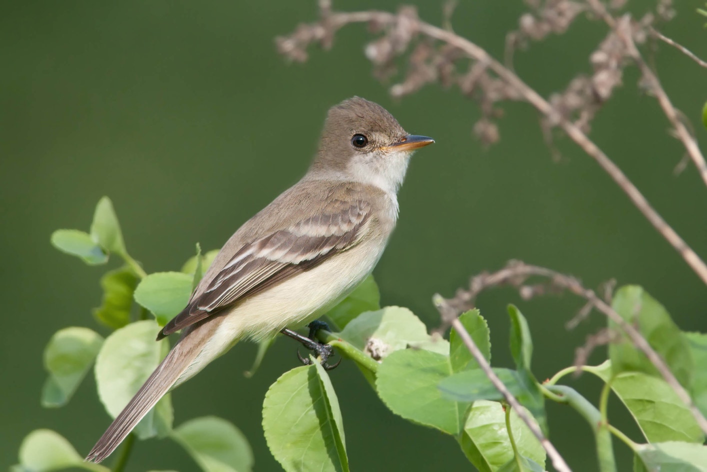 Flycatcher Insect Willow Flycatcher | Audubon Field Guide