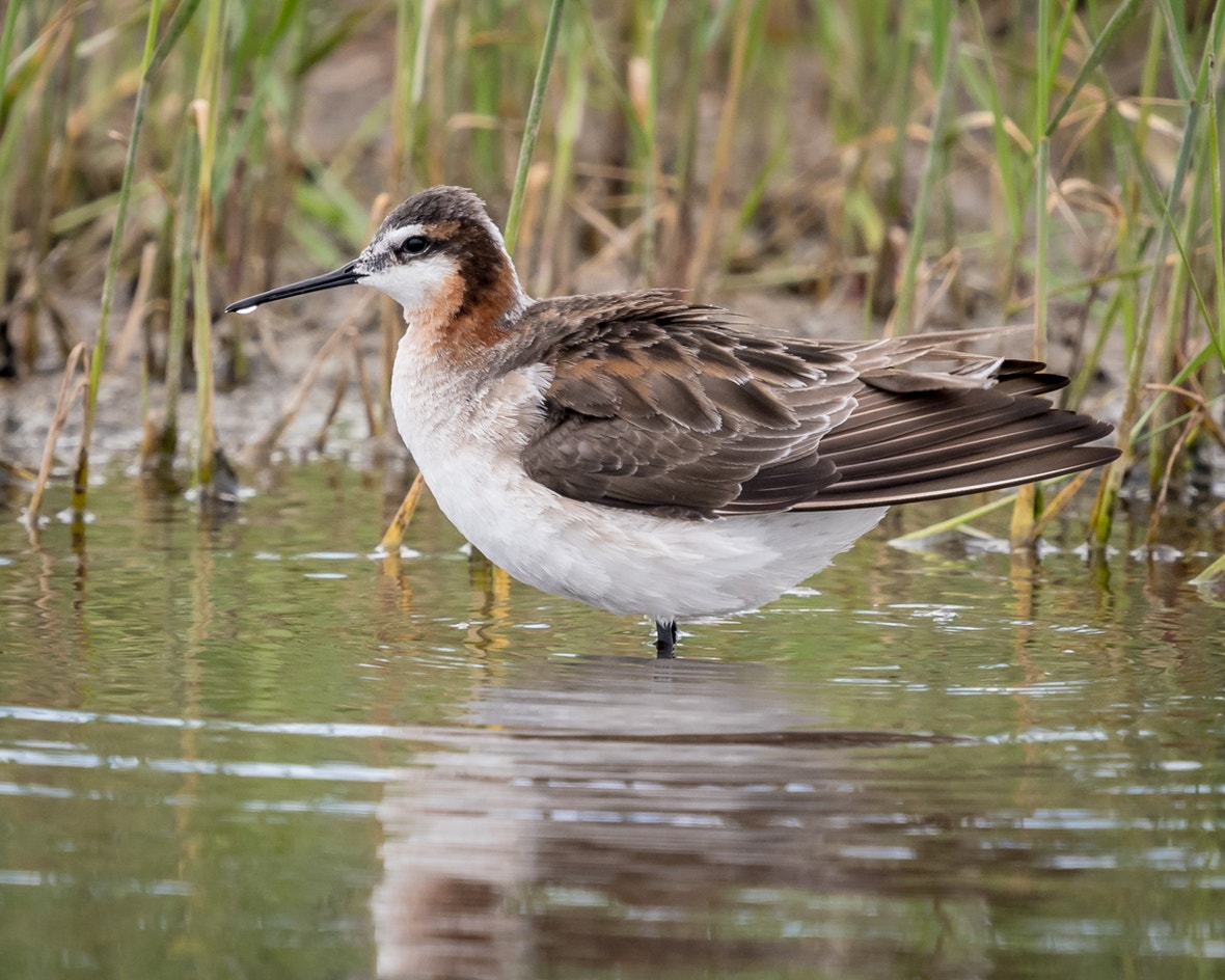 Wilson's Phalarope | Audubon Field Guide